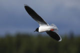 Little Gull 